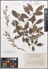 Foto von Salix caprea L. x Salix purpurea L.